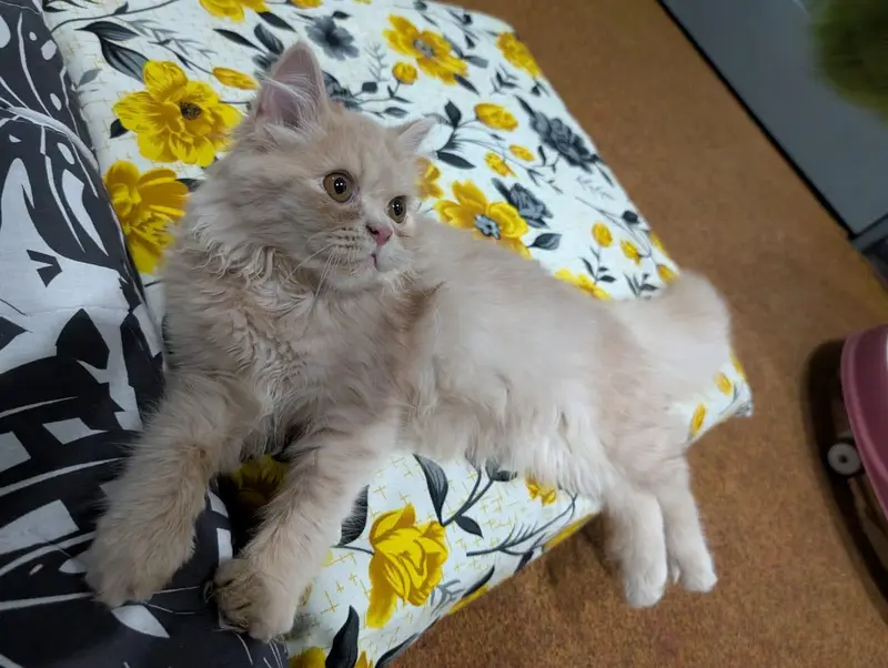 Persian Cat for Sale — photo 4