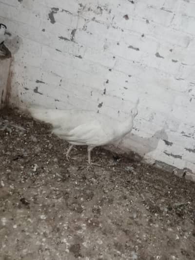 peacock white breeder female