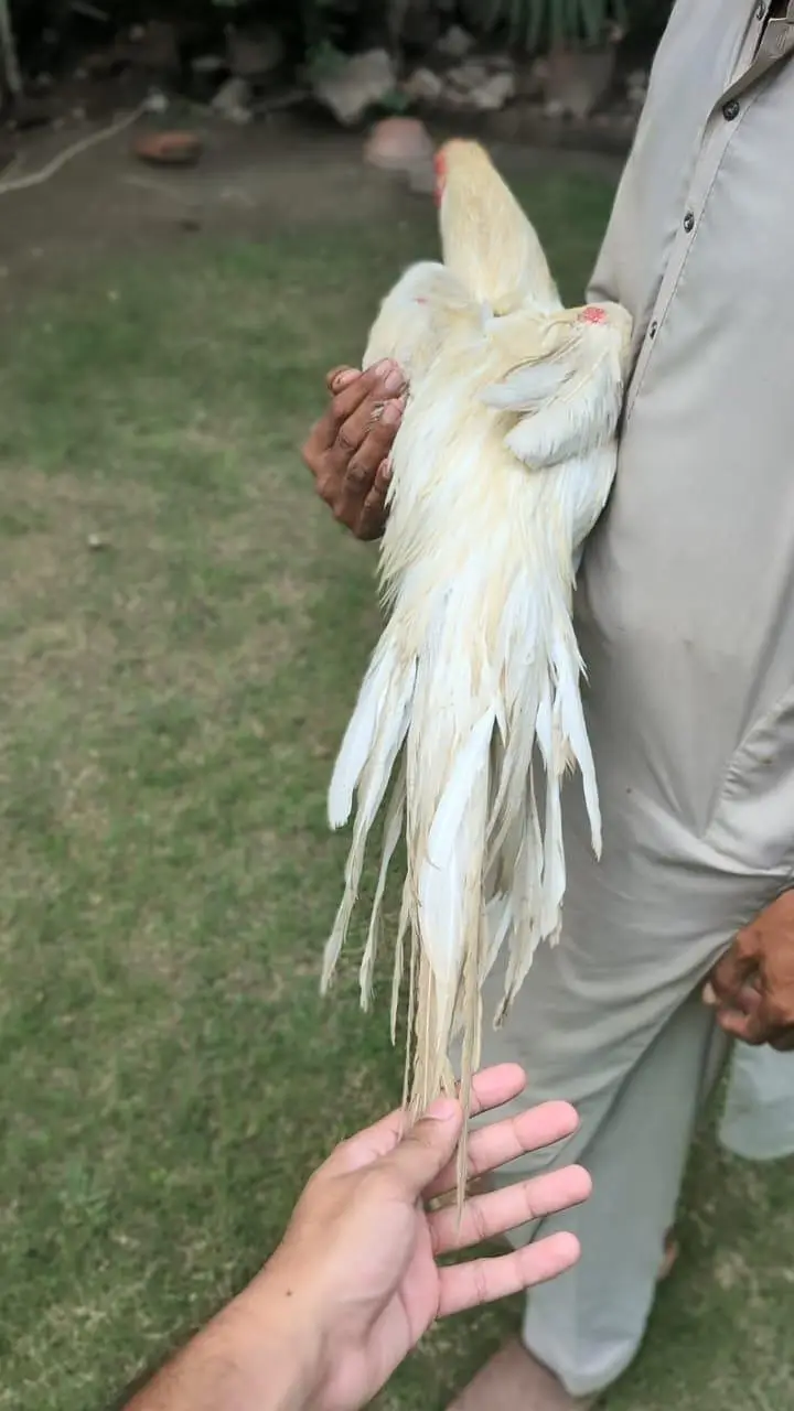 Indian Parrot beak Pair | Top Quality Male | Imported Bloodline | A+ — photo 5