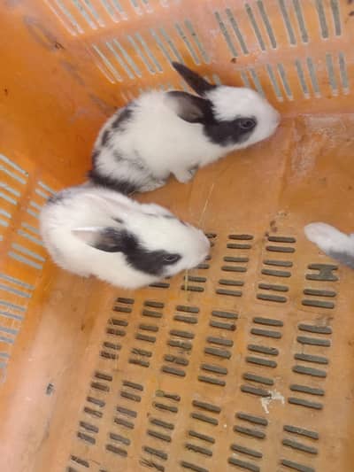 rabbit baby for sale 03224186572