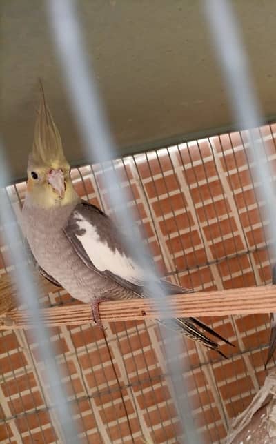 Grey Cockatiel
