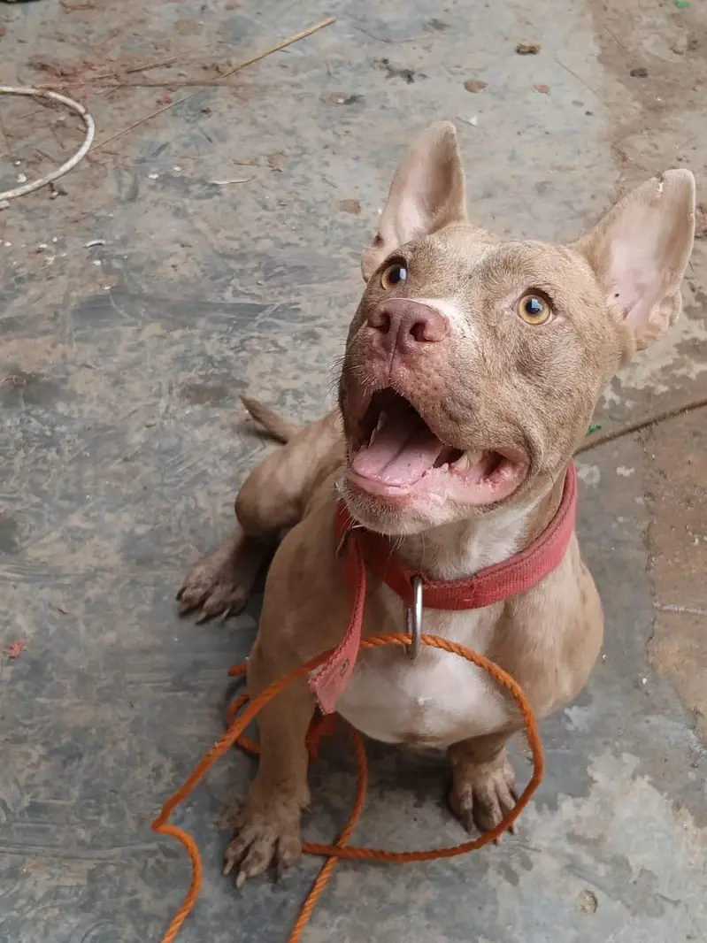 Exotic American Bully Red Merle