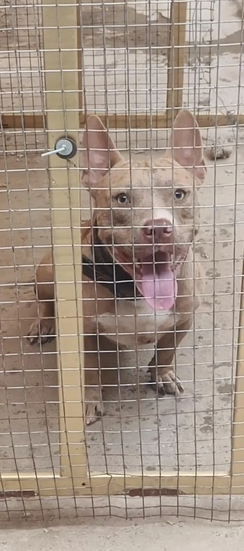 Exotic American Bully Red Merle — photo 2