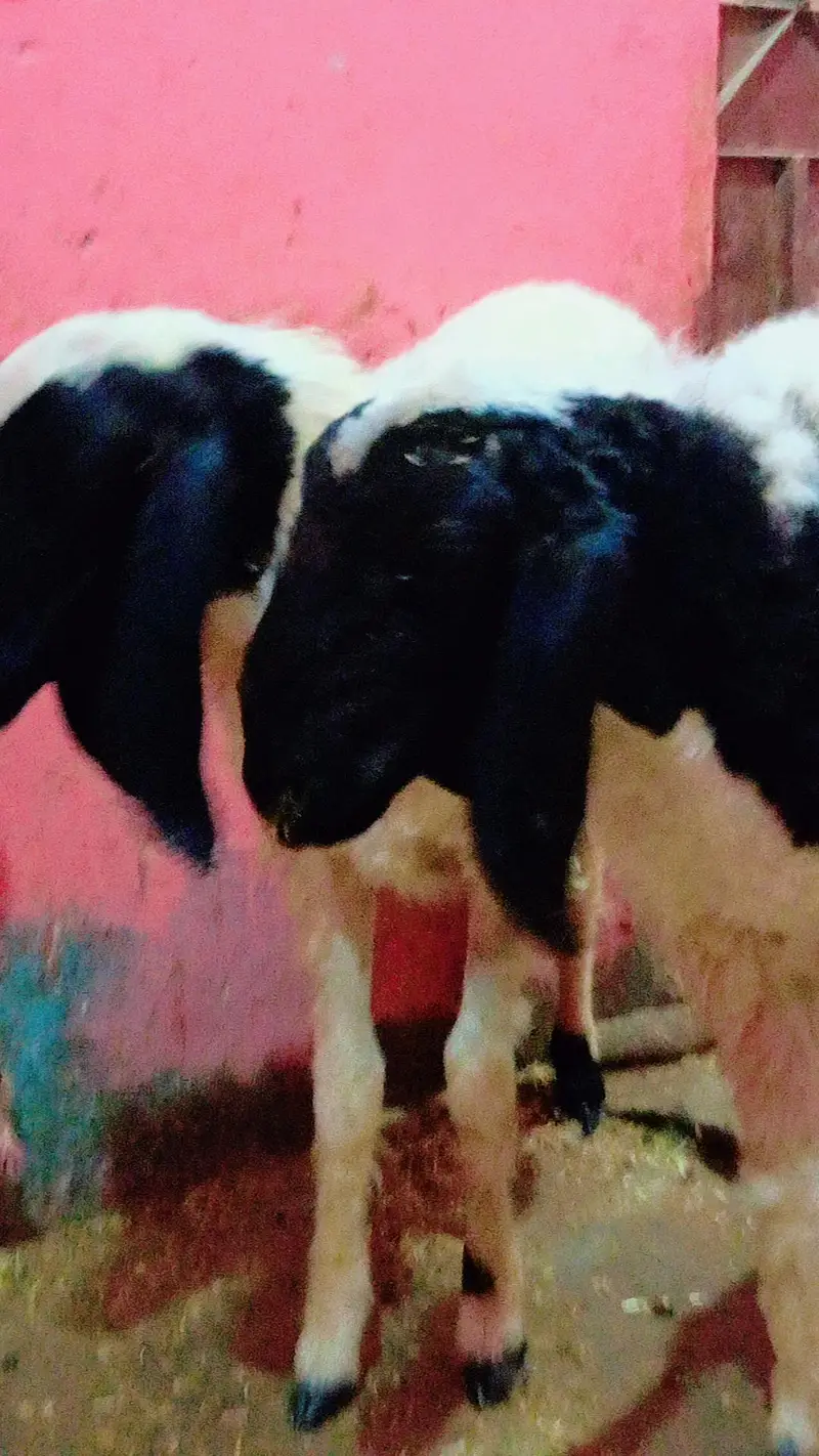 3 dumba v vip for sale — photo 2