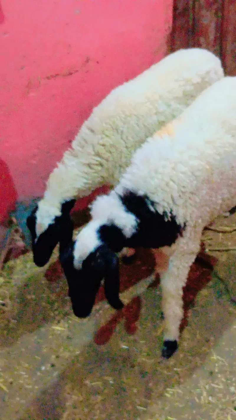 3 dumba v vip for sale — photo 3