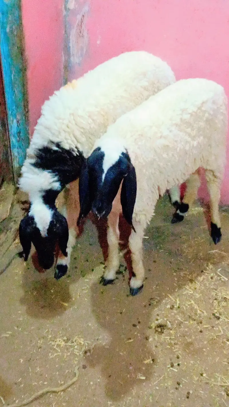3 dumba v vip for sale — photo 4