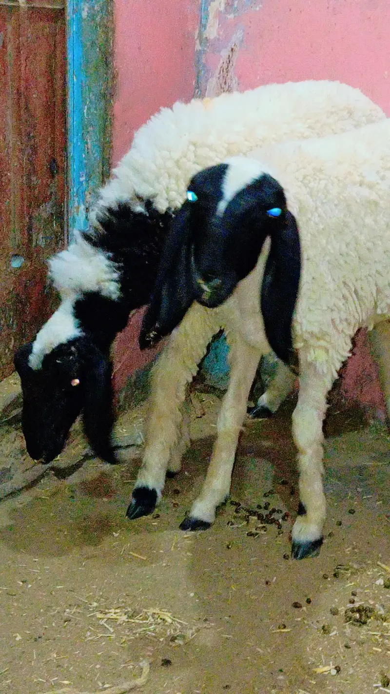 3 dumba v vip for sale — photo 5