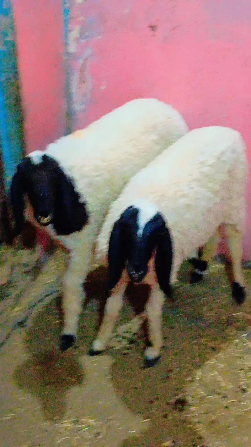3 dumba v vip for sale — photo 6