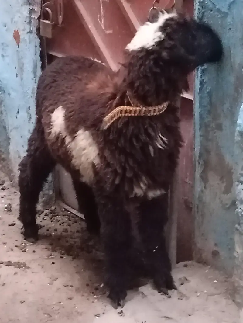 3 dumba v vip for sale — photo 8