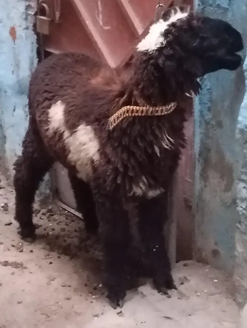3 dumba v vip for sale — photo 9