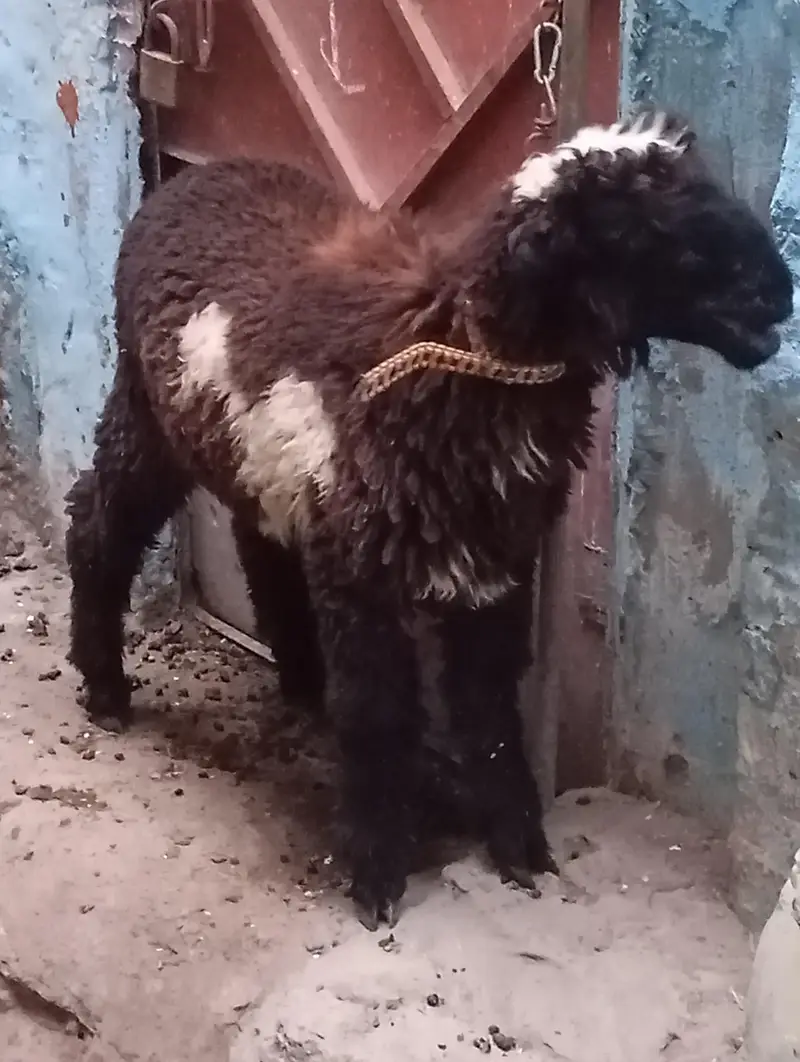 3 dumba v vip for sale — photo 11