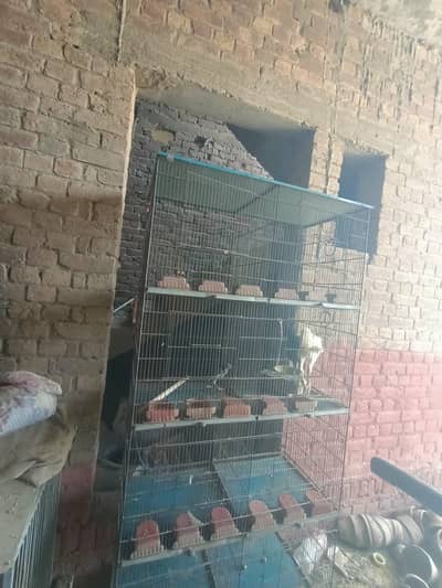 Birds Cage for sale