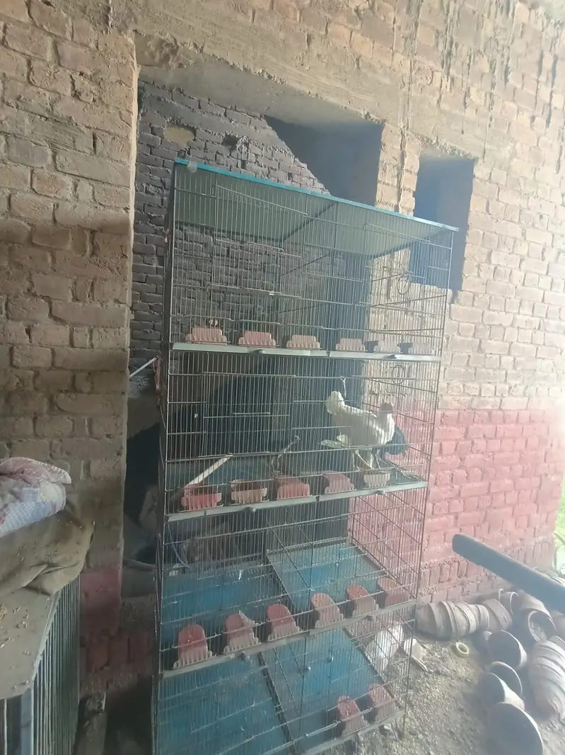 Birds Cage for sale — photo 3