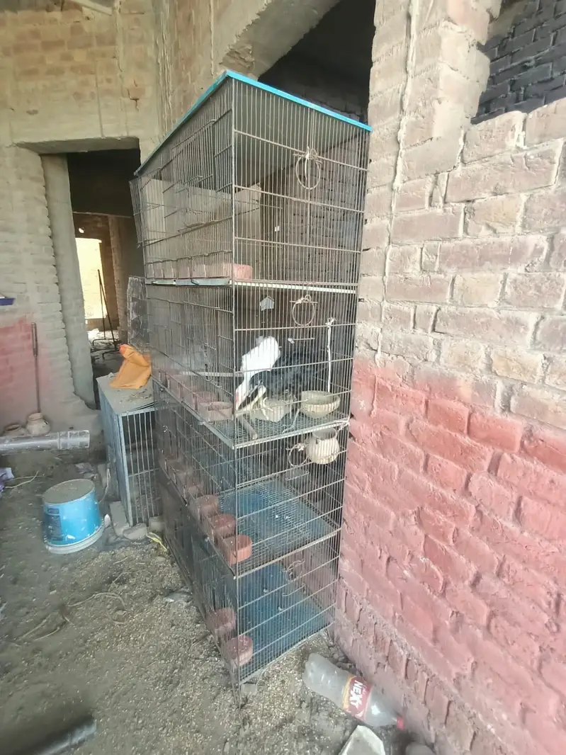 Birds Cage for sale — photo 5