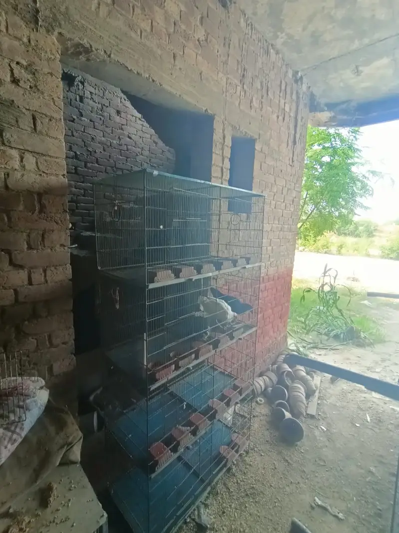 Birds Cage for sale — photo 6