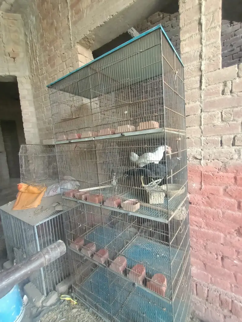 Birds Cage for sale — photo 7