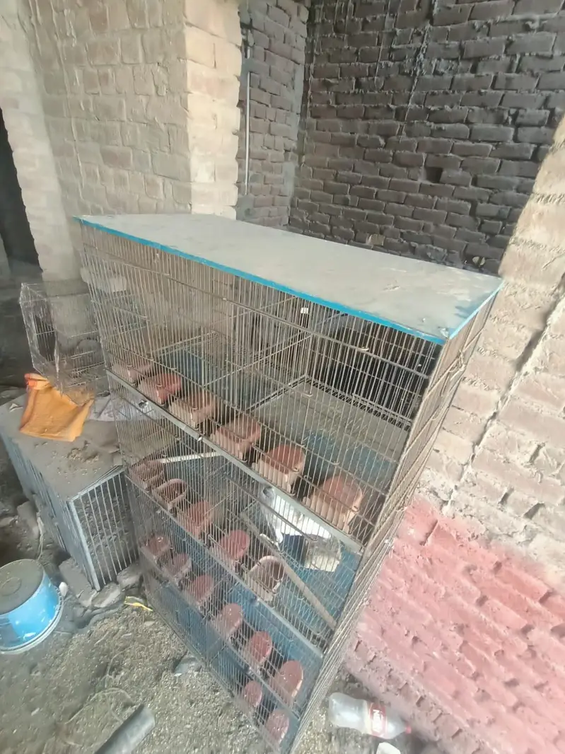 Birds Cage for sale — photo 8