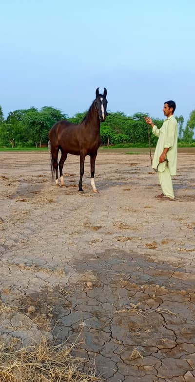 Brand pregnant Mare
