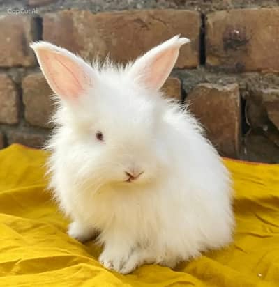 Rabbits / Bunnies / Islamabad
