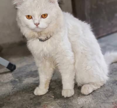 Persian Cat Male for Sale