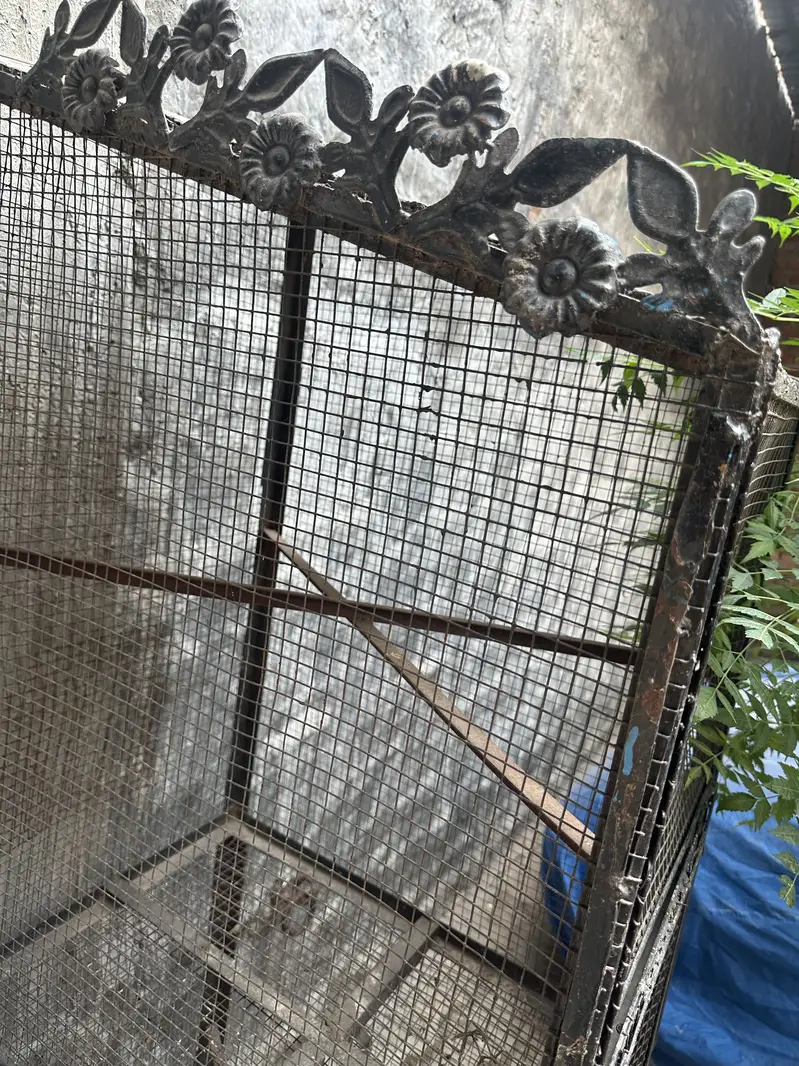 Iron cage — photo 2