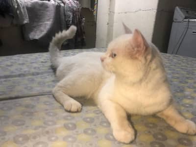 persian odd eyes cat male