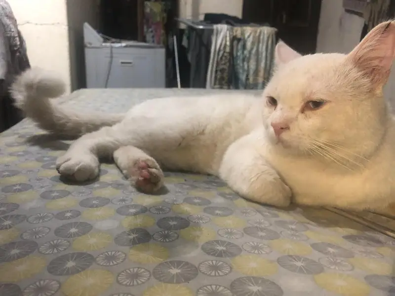 persian odd eyes cat male — photo 2
