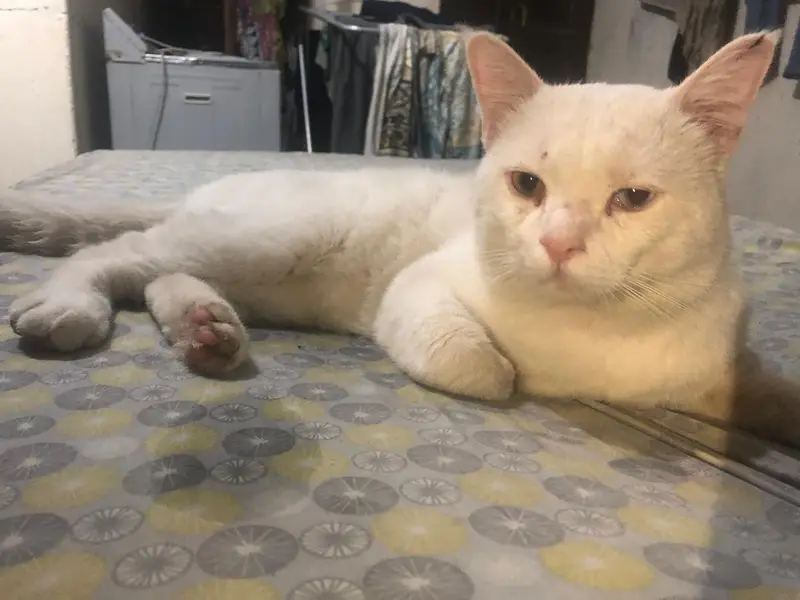 persian odd eyes cat male — photo 3