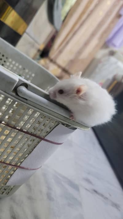 hamsters baby 2 month age han tem wathsapp nambar 03144616880