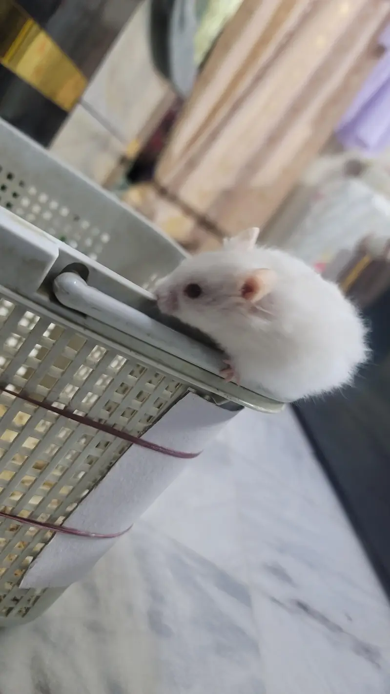 hamsters baby 2 month age han tem wathsapp nambar 03144616880