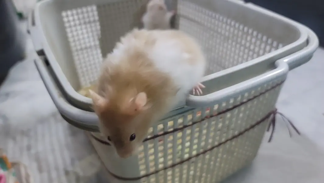 hamsters baby 2 month age han tem wathsapp nambar 03144616880 — photo 2