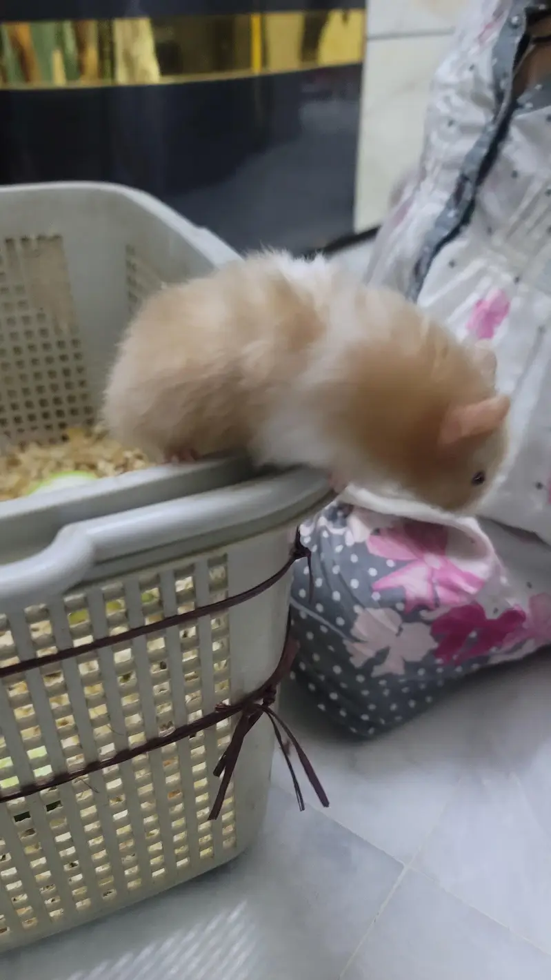 hamsters baby 2 month age han tem wathsapp nambar 03144616880 — photo 3