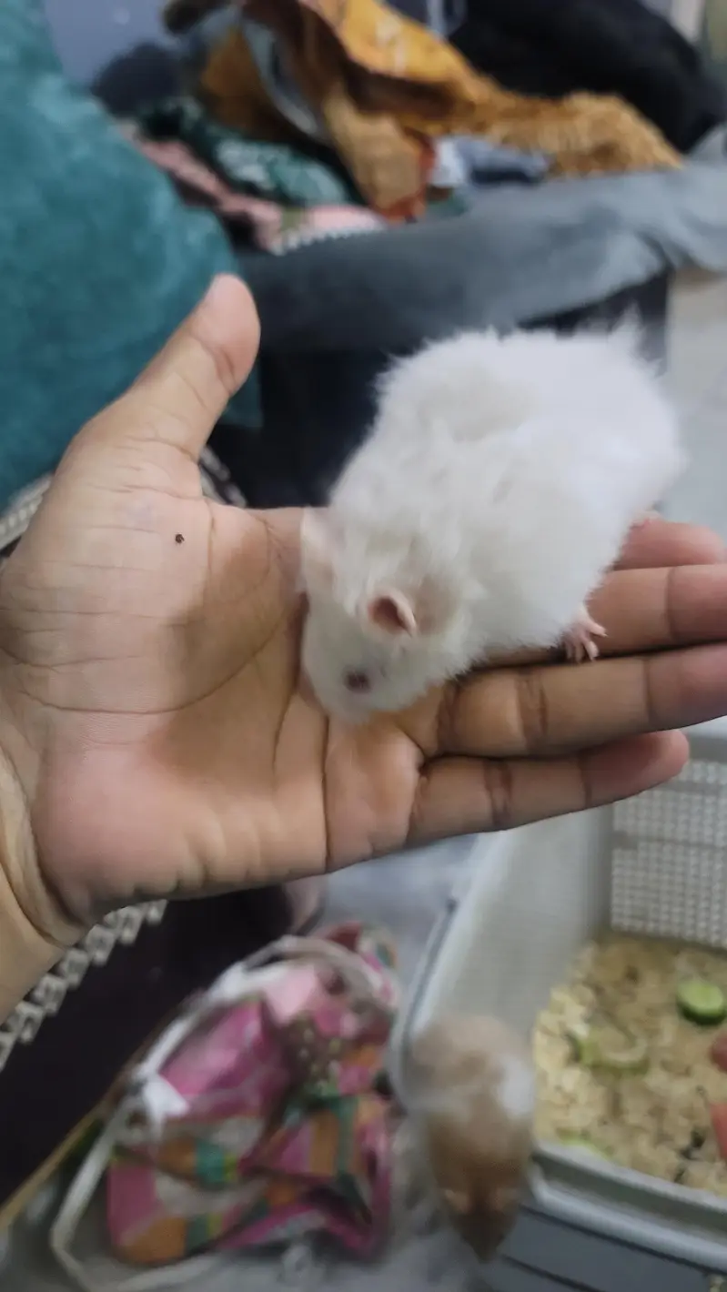hamsters baby 2 month age han tem wathsapp nambar 03144616880 — photo 4