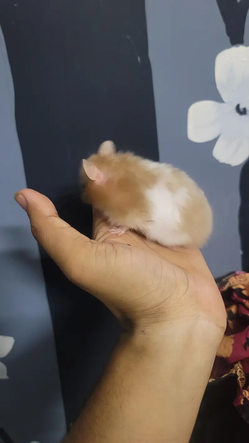 hamsters baby 2 month age han tem wathsapp nambar 03144616880 — photo 6