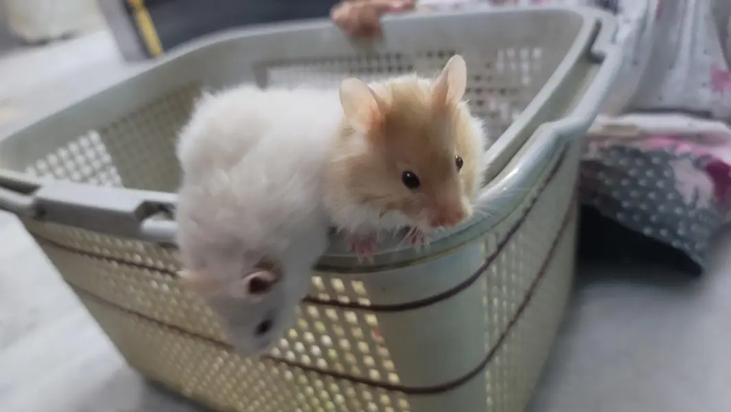 hamsters baby 2 month age han tem wathsapp nambar 03144616880 — photo 7