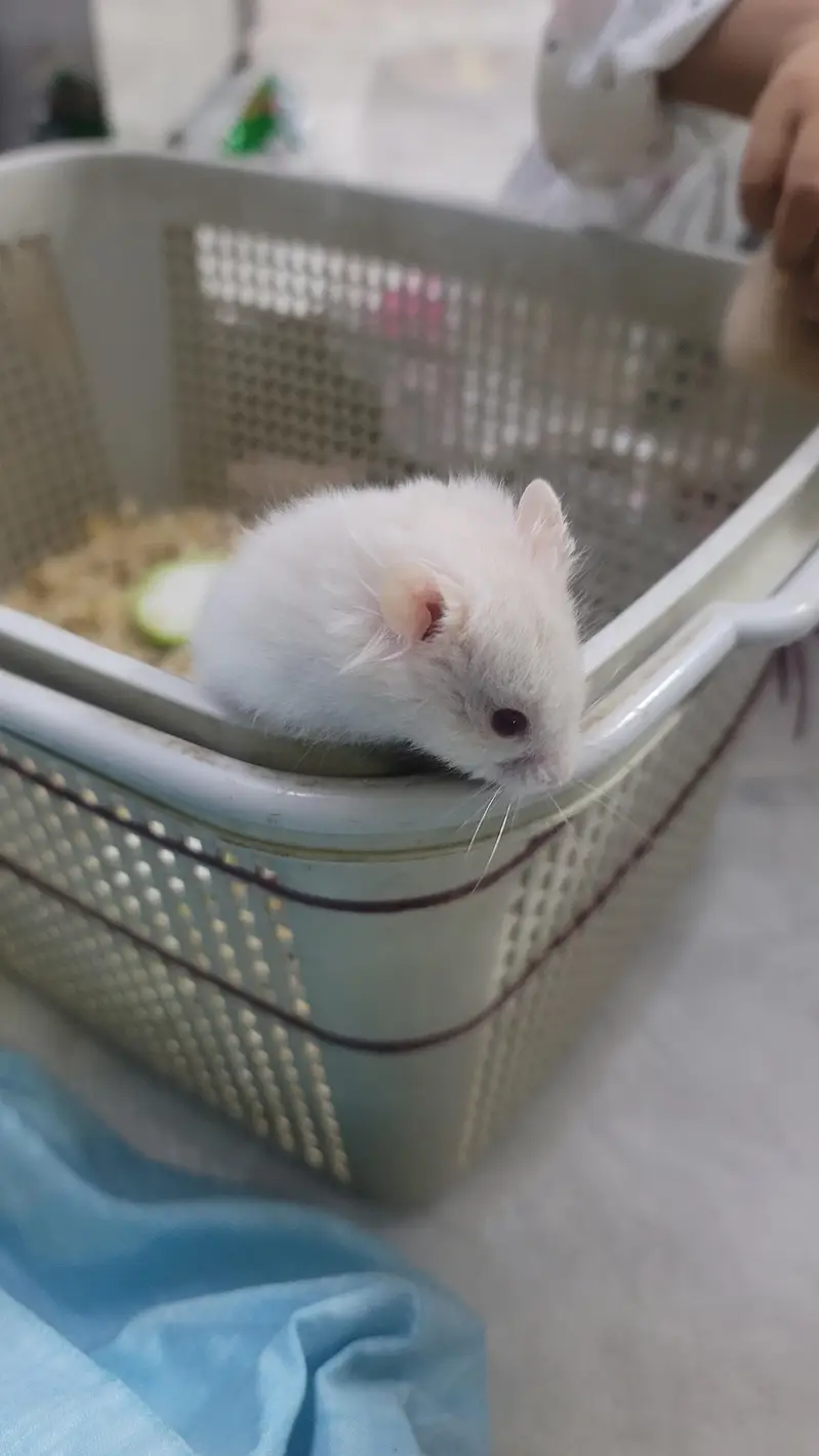 hamsters baby 2 month age han tem wathsapp nambar 03144616880 — photo 8