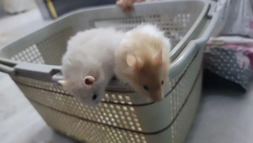 hamsters baby 2 month age han tem wathsapp nambar 03144616880 — photo 9
