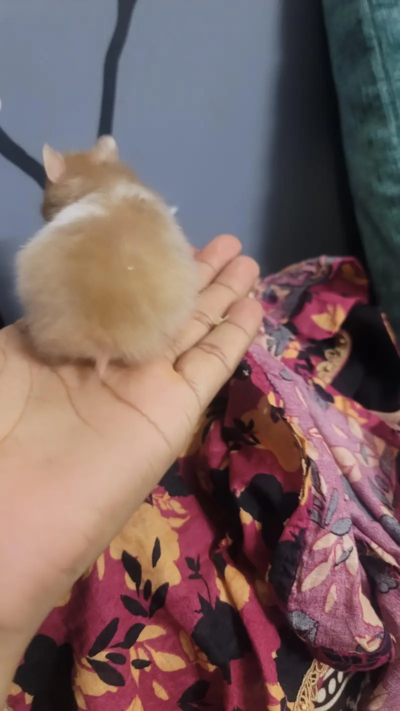 hamsters baby 2 month age han tem wathsapp nambar 03144616880 — photo 10