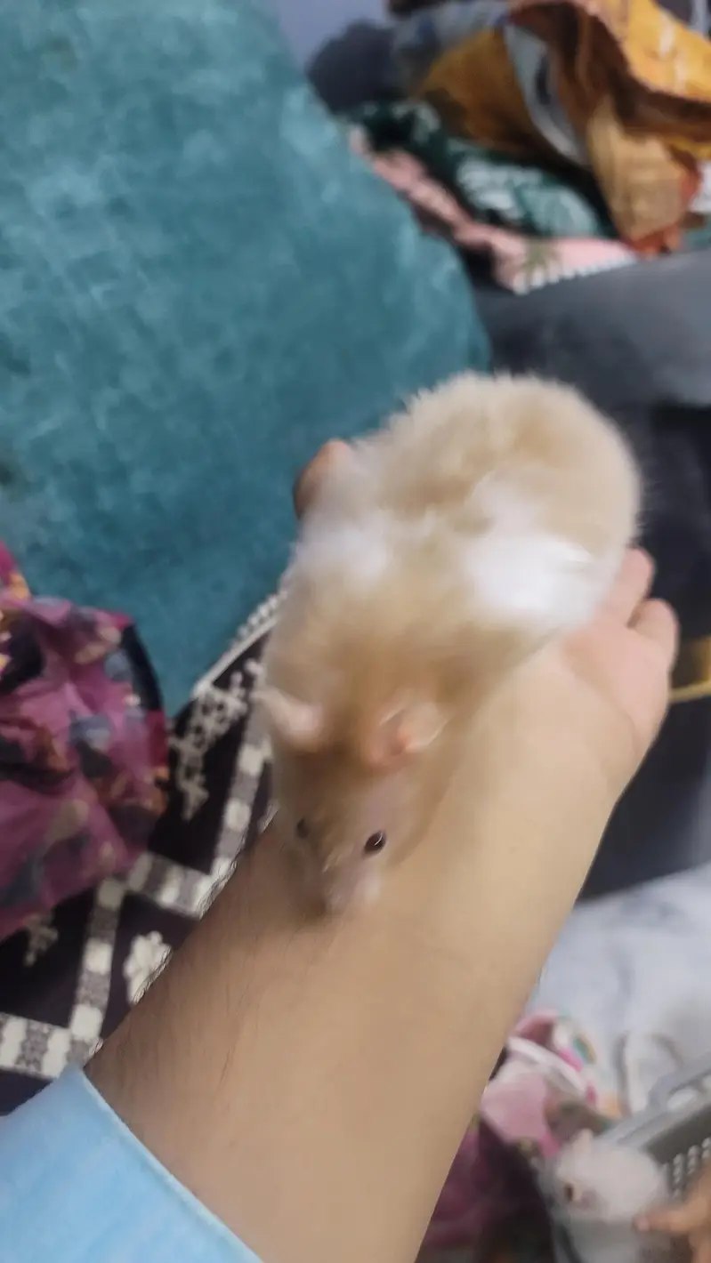 hamsters baby 2 month age han tem wathsapp nambar 03144616880 — photo 11