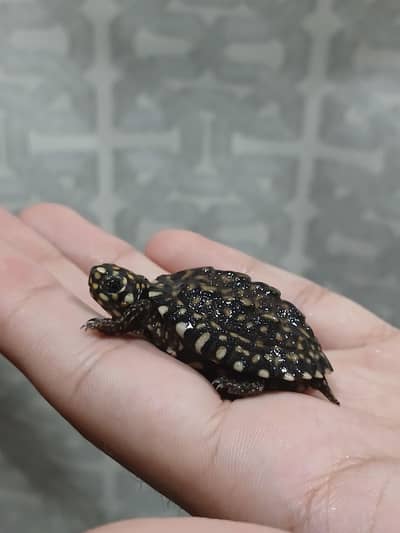coin size indian spotted turtle 03024329933