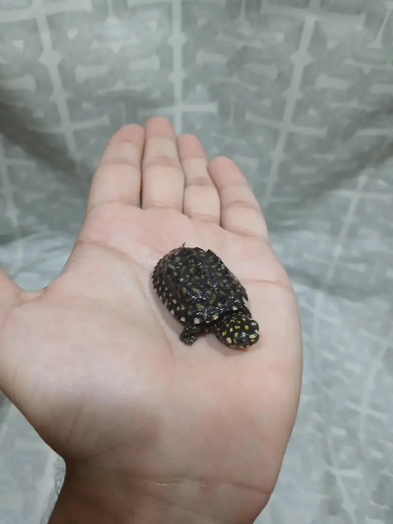 coin size indian spotted turtle 03024329933 — photo 2