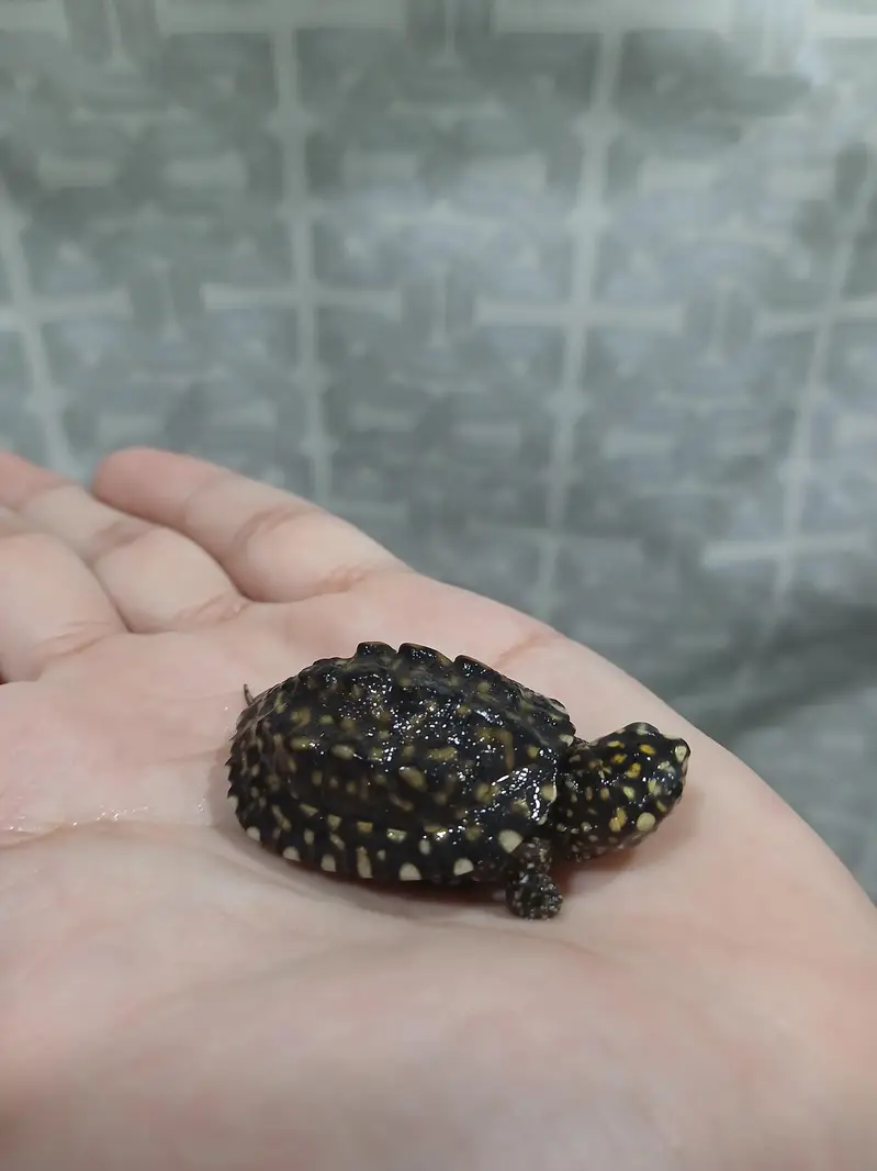 coin size indian spotted turtle 03024329933 — photo 3