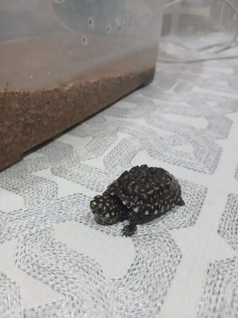 coin size indian spotted turtle 03024329933 — photo 4
