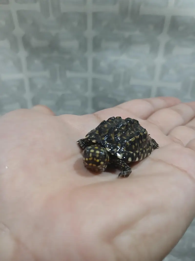 coin size indian spotted turtle 03024329933 — photo 5