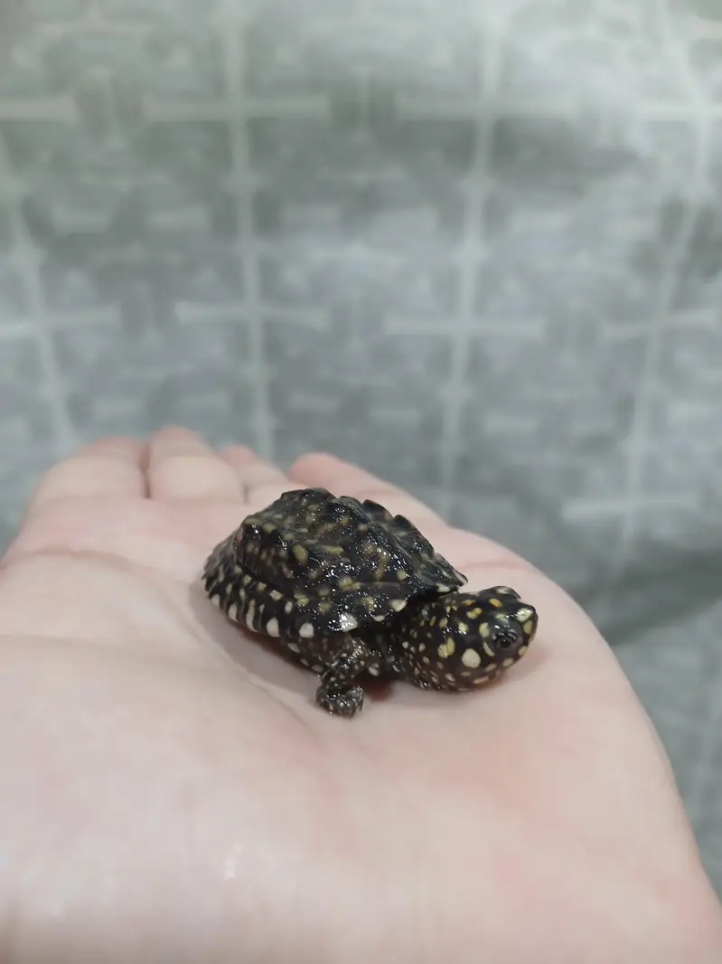 coin size indian spotted turtle 03024329933 — photo 6