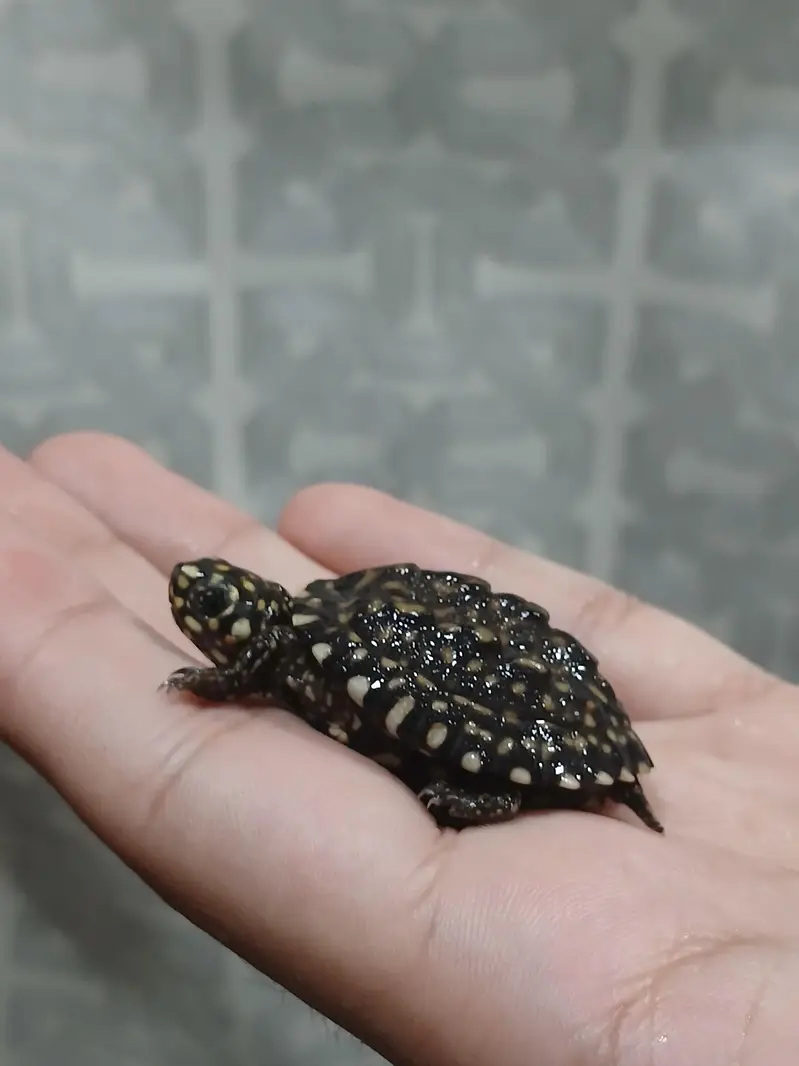 coin size indian spotted turtle 03024329933 — photo 7