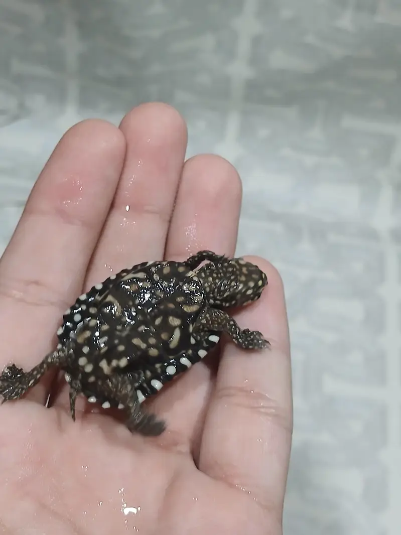 coin size indian spotted turtle 03024329933 — photo 8