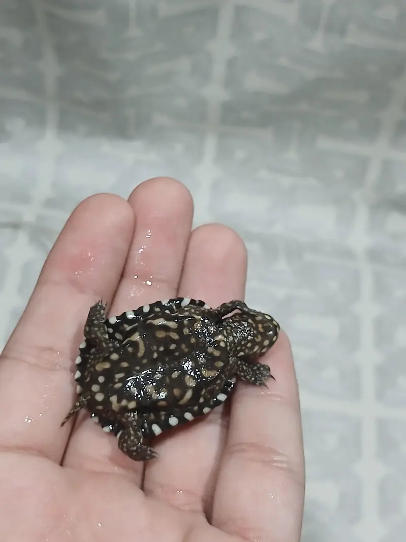 coin size indian spotted turtle 03024329933 — photo 9