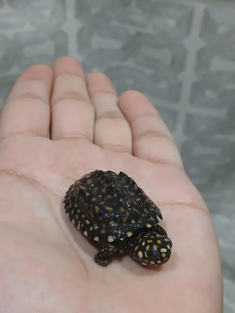 coin size indian spotted turtle 03024329933 — photo 10