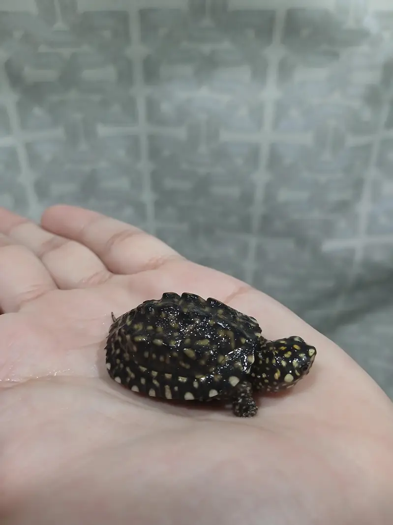 coin size indian spotted turtle 03024329933 — photo 11